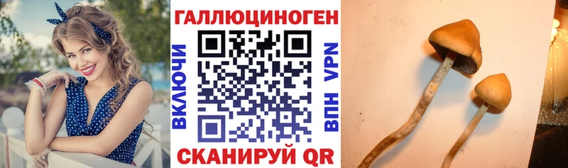 Галлюциногенные грибы Cubensis  Муравленко 